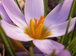 Crocus fleuris dans votre région ?