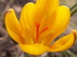 Crocus fleuris dans votre région ?