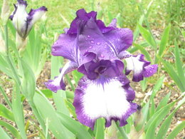 fleurs de mon jardin