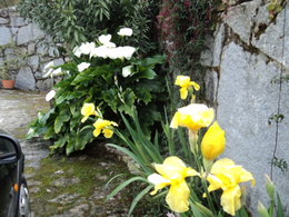 fleurs de mon jardin