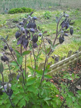 fleurs de mon jardin