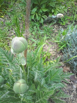 fleurs de mon jardin