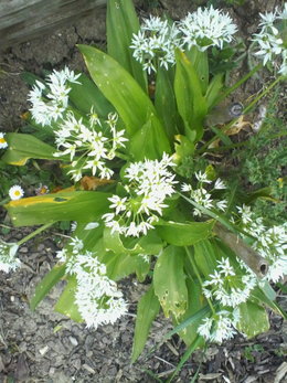 fleurs de mon jardin