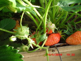 Semer les fraisiers