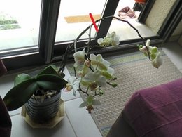 Bouturer une orchidée