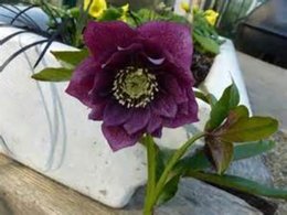 Hellebore niger - Helleborus - Rose de Noël