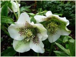 hellebores