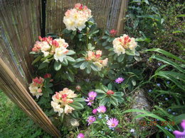 RHODODENDRONS 2016