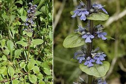 Ajuga reptans