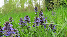 Ajuga reptans