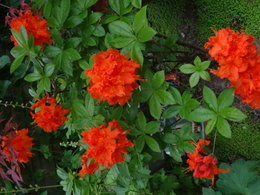 Azalée de CHINE Rhododendron Knaphill 