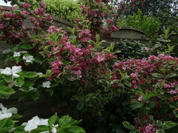 Azalée de CHINE Rhododendron Knaphill 