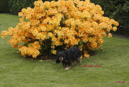 Azalée de CHINE Rhododendron Knaphill 