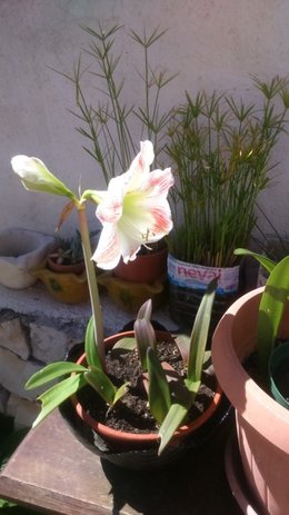 Multiplier une Amaryllis