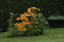 Azalée de CHINE Rhododendron Knaphill 