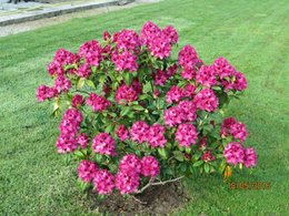 Azalée de CHINE Rhododendron Knaphill 