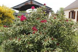 Azalée de CHINE Rhododendron Knaphill 