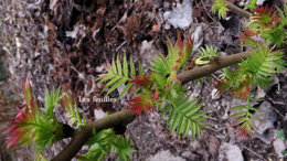 Connaissez-vous le Sorbaria sorbifolia sem !