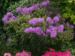 Début de floraison du rhododendron 'Purpureum elegans'