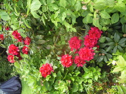 Début de floraison du rhododendron 'Purpureum elegans'