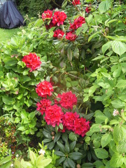 Début de floraison du rhododendron 'Purpureum elegans'