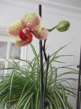 soin orchidée