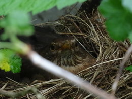 NAISSANCE DANS LE CASSISSIER