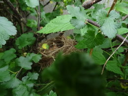 NAISSANCE DANS LE CASSISSIER