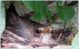 NAISSANCE DANS LE CASSISSIER