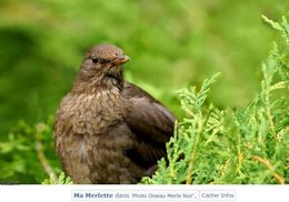 NAISSANCE DANS LE CASSISSIER