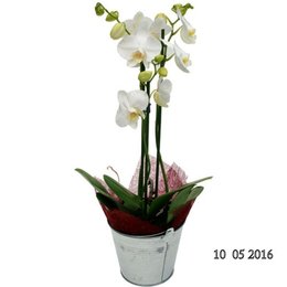 soin orchidée