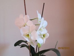 soin orchidée