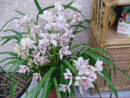 soin orchidée