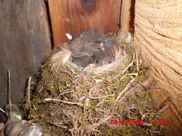 NAISSANCE DANS LE CASSISSIER