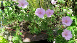 Quelles fleurs dans petite jardiniere en fonte ?