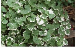 Quelles fleurs dans petite jardiniere en fonte ?