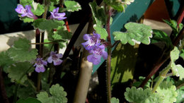 Quelles fleurs dans petite jardiniere en fonte ?