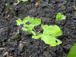 Feuilles de haricots mangées