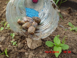 Feuilles de haricots mangées