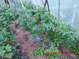 Avancement des travaux dans le potager