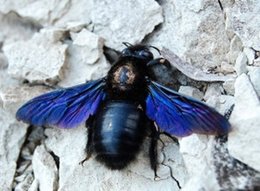 Avez-vous des abeilles charpentières dans votre jardin ?