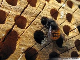 Avez-vous des abeilles charpentières dans votre jardin ?