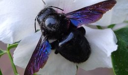 Avez-vous des abeilles charpentières dans votre jardin ?