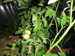 plants de tomates