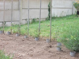 plants de tomates