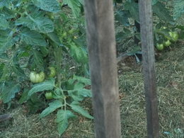 plants de tomates