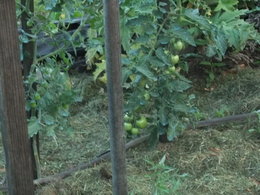 plants de tomates