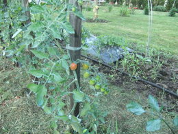 plants de tomates