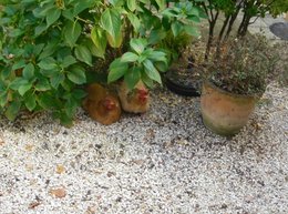 Non pas animaux DU jardin..mais dans