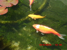 poissons rouges